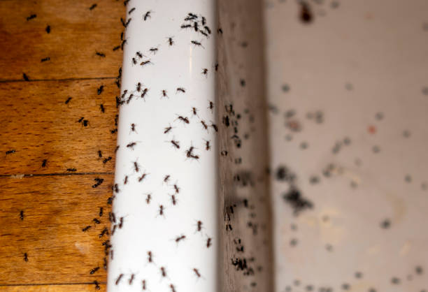 Best Wasp Removal Services  in New Brockton, AL